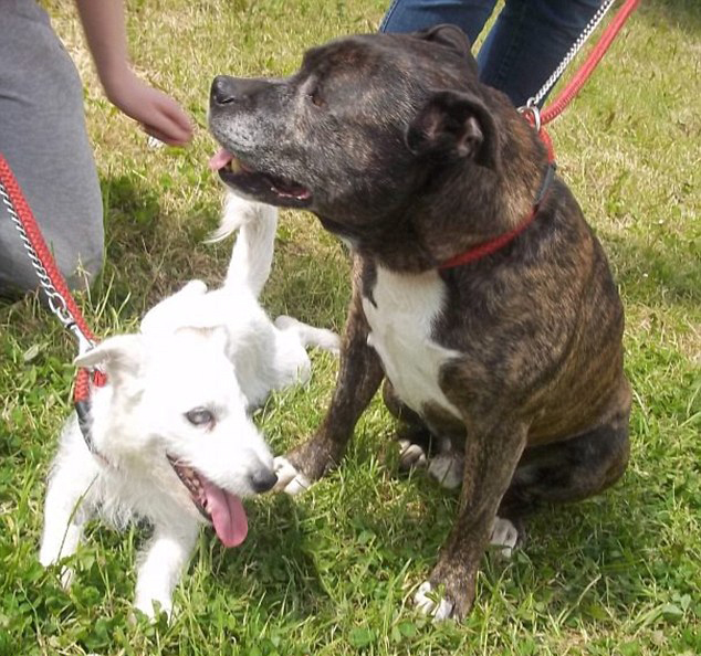 好了伤疤忘了疼 问诊地板行业“阵痛”【三亿体育手机版】(图1) 三亿体育