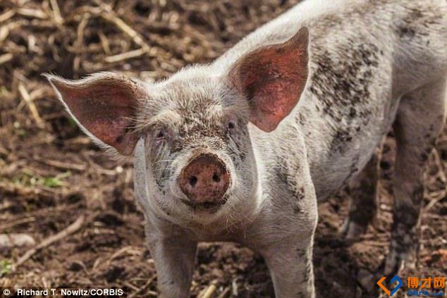 三亿体育官网|蔡康永首导电影《“吃吃”的爱》首映 韩寒助阵力挺(图4) 三亿体育官网