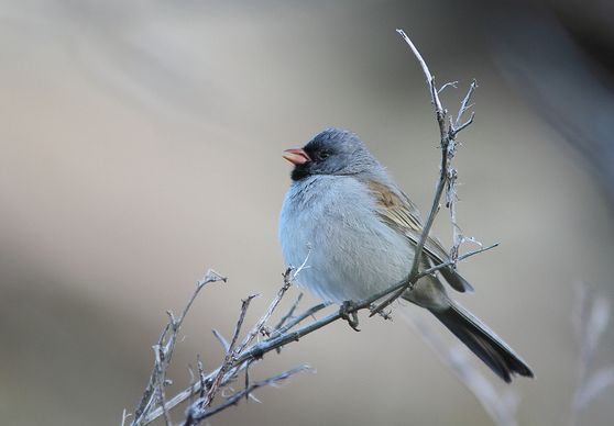 乔装买家骗木材 江西三男子株洲被诉“三亿体育手机版”