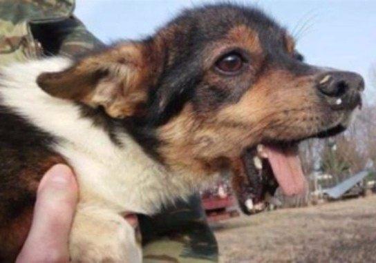 三亿体育官网:北美黑胡桃价格大跌(图2) 三亿体育